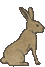 rabbit